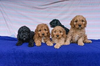 Cavapoo
