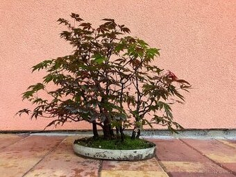 Bonsai, Bonsaj, japonský javor, lesík