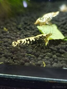 Caridina Fancy tiger black - 1
