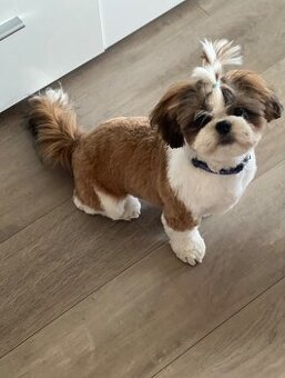 Půlroční Shih-tzu s PP