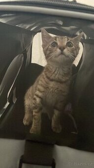 🥺 Hledám nový domov pro kočičku 🐾