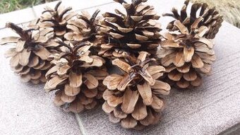 Šišky na výrobu dekorací