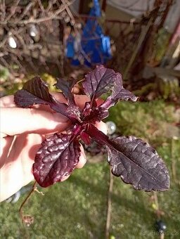 Odkopek Ajuga reptans - Zběhovec plazivý