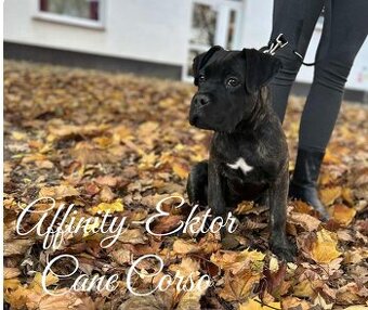 Cane Corso bez PP