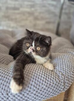 Perská  a exotická koťátka s Pp