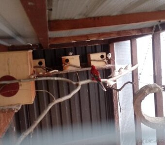 Rosela pestrá opalín