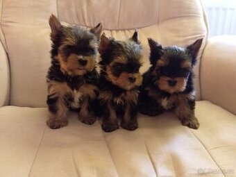 Jorkšírský teriér