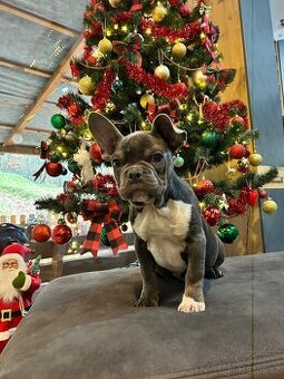 Francouzský buldoček