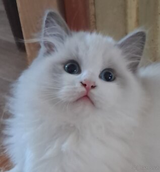 Kocourek ragdoll s PP,  XAVIER