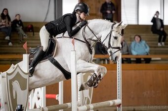 10 letá oldenburská klisna