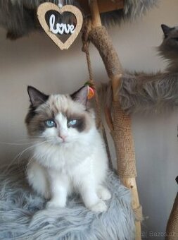 Super koťátka Ragdoll