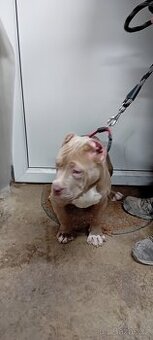 American Bully XL/XXL