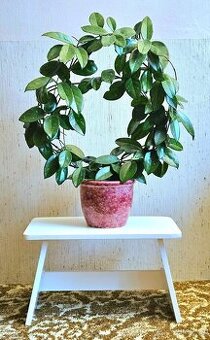 Voskovka, pokojová rostlina