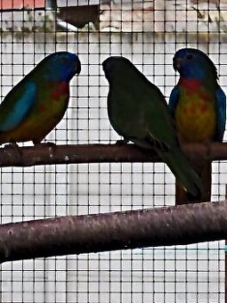 Neofémy modrohlavé