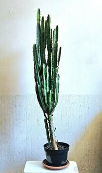 Kaktus, velká pokojová rostlina