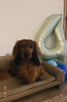 Jezevčík ke krytí