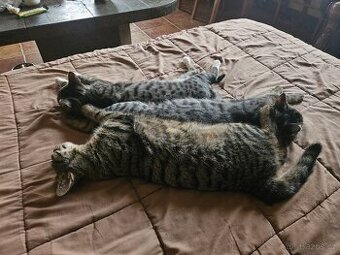 Daruji do dobrých rukou koťata