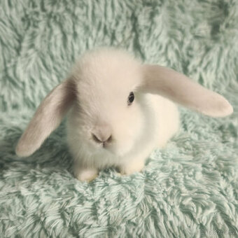 ⭐️ Zakrslý beránek SATÉNOVÝ ⭐️ 🍀 V4 🍀