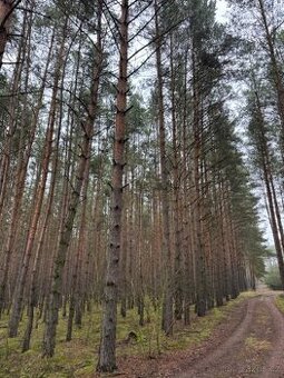 Prodej lesních pozemků k.ú. Libotenice (1)