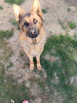 Pes s PP (DOHODA MOŽNÁ)