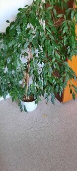 Fikus benjamina