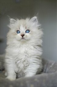 Sibiřská kočka - Něvská Maškaráda s PP