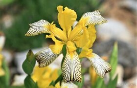 Kosatec různobarevný- Iris variegata20 semen 50 Kč