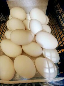 Husí vejce