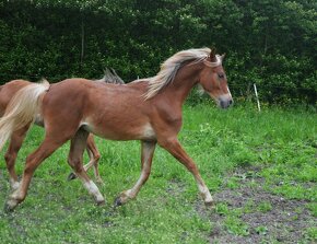 Welsh pony sekce B