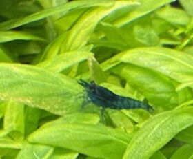 Krevetky Davidi Blue Dream, mix