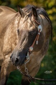 Připouštění AQH Hollywood Buckskin