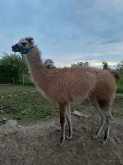 Lama krotká