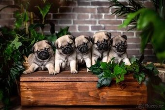 Mops