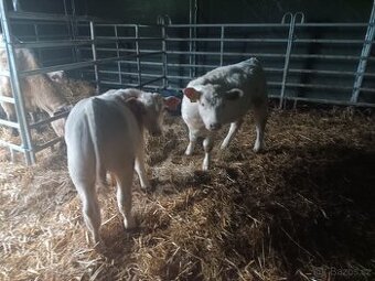 jalovička Charolais