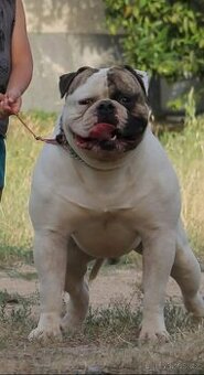 Štěňata Amerického Bulldoga