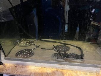 Rejnok Trnucha Leopoldova Black Diamond - 1