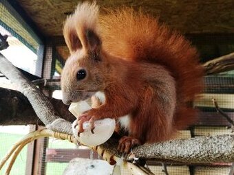 Veverka obecná - Sciurus vulgaris