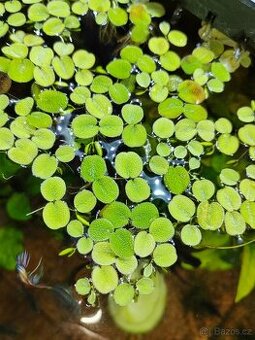 Salvinia natans - 1