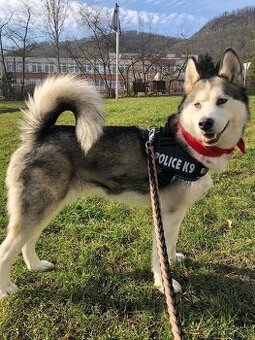 Sibiřský Husky