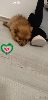 Pomeranian