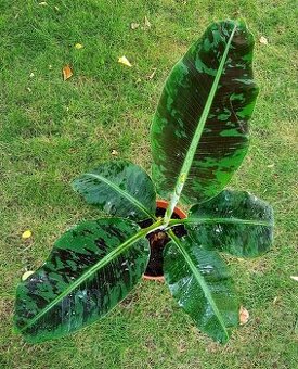 Banánovník,Dwarf Cavendish pokojové rostliny,poslední 4