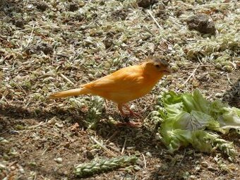 Prodám kanáry a zebřičky
