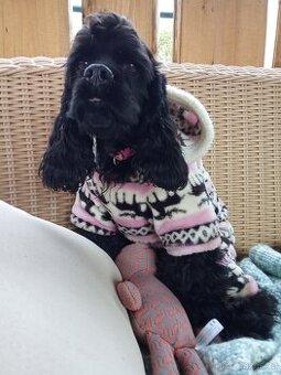 Americký kokršpaněl s pp