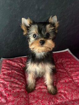 Jorkšírský teriér s PP FCI štěně fenka ihned k odběru