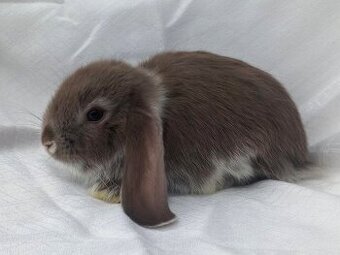 Zakrslí beránci a bílopesíkatí králíčci s rodokmenem