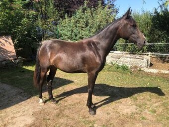 3,5letá klisna WPBR