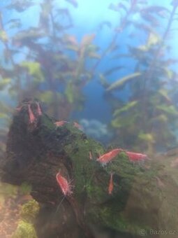 Krevetka červená var. Red cherry