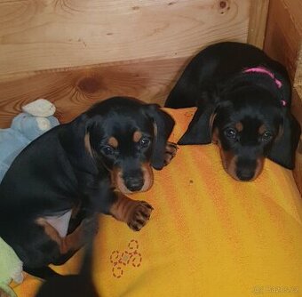 Štěňata čistokrevného jezevčíka