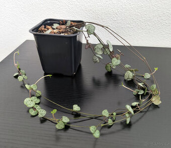 Svícník (Ceropegia woodii) – dlouhé, zdravé šlahouny