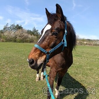 Ohlávka a vodítko FOUGANZA